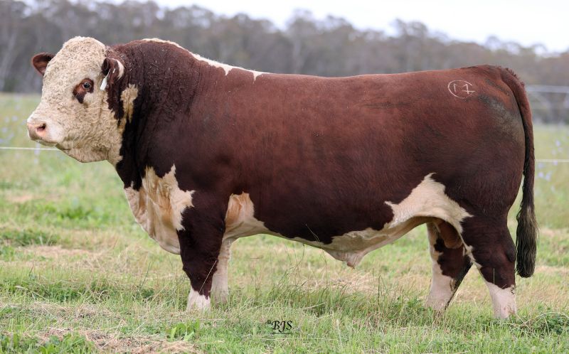 2024 Bull Sale – Mawarra Genetics