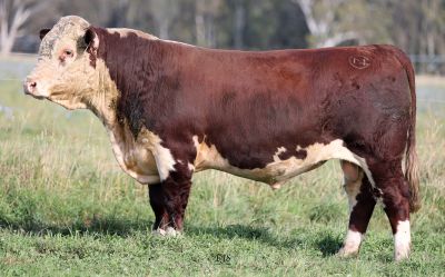 2024 Bull Sale – Mawarra Genetics